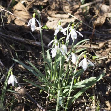 Schneeglöckchen Imbolc