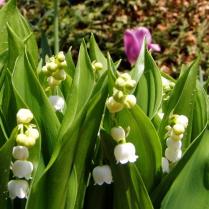 Maiglöckchen und Tulpe