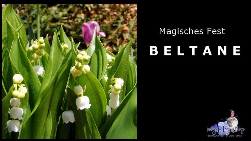 Maiglöckchen und Tulpen zu Beltane