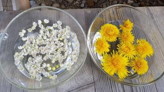 Blüten von Maiglöckchen und Löwenzahn in Wasserschale