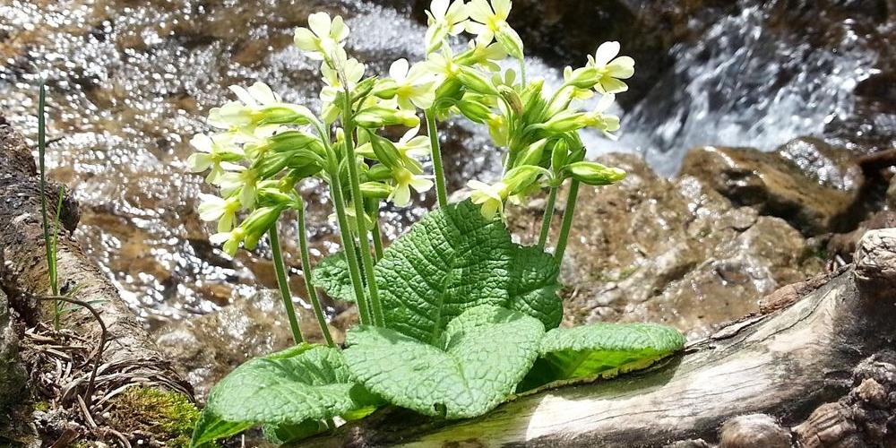 Schlüsselblumen am Wasser - Symbol für Sonne in Fische