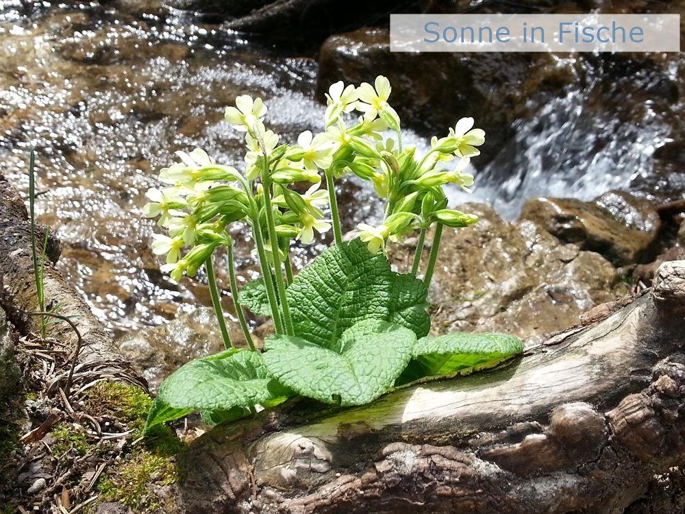 Schlüsselblumen am Wasser - Symbol für Sonne in Fische