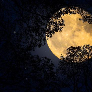 Frühlingsnächte zu Beltane