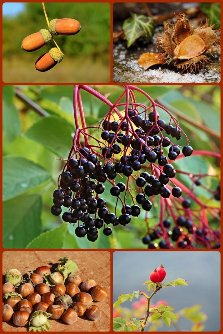 Waldfrüchte Herbst